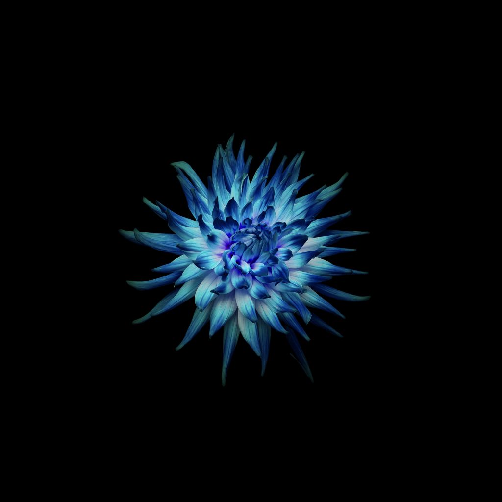Голубой Цветок, Темный Фон, Черный, Huawei Mate 10, Сток, HD, 2K