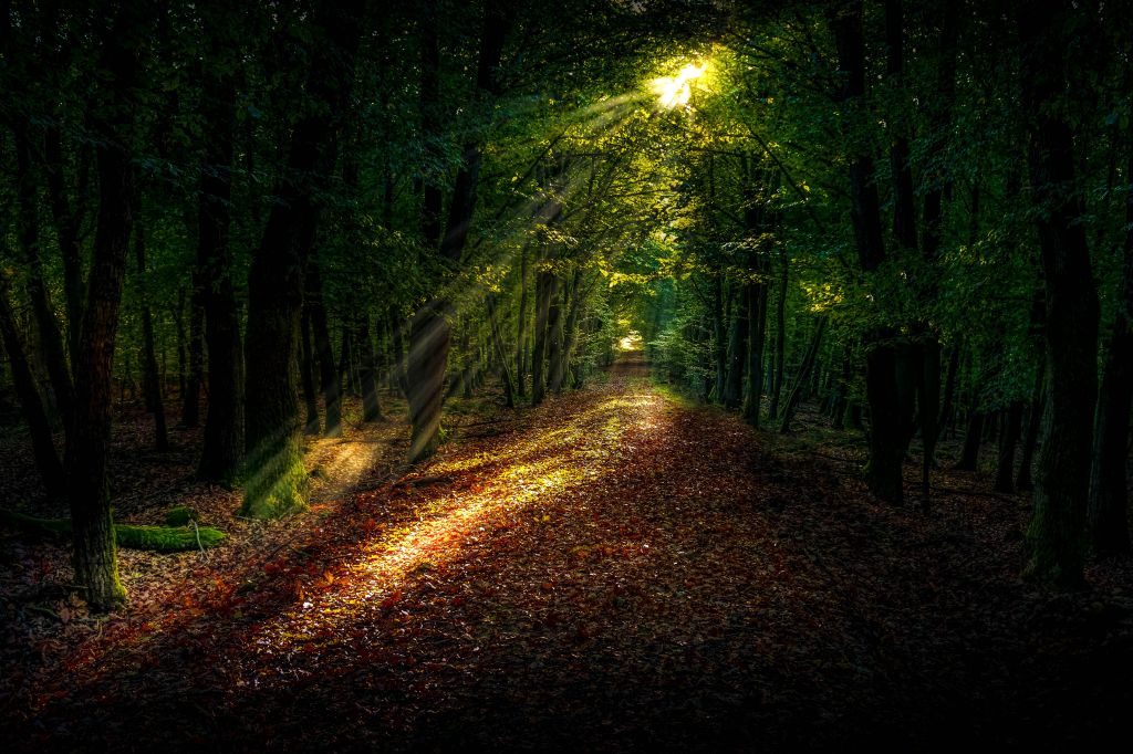 Лес, Солнечный Свет, Деревья, Осень, Темно, Листва, HD, 2K, 4K, 5K