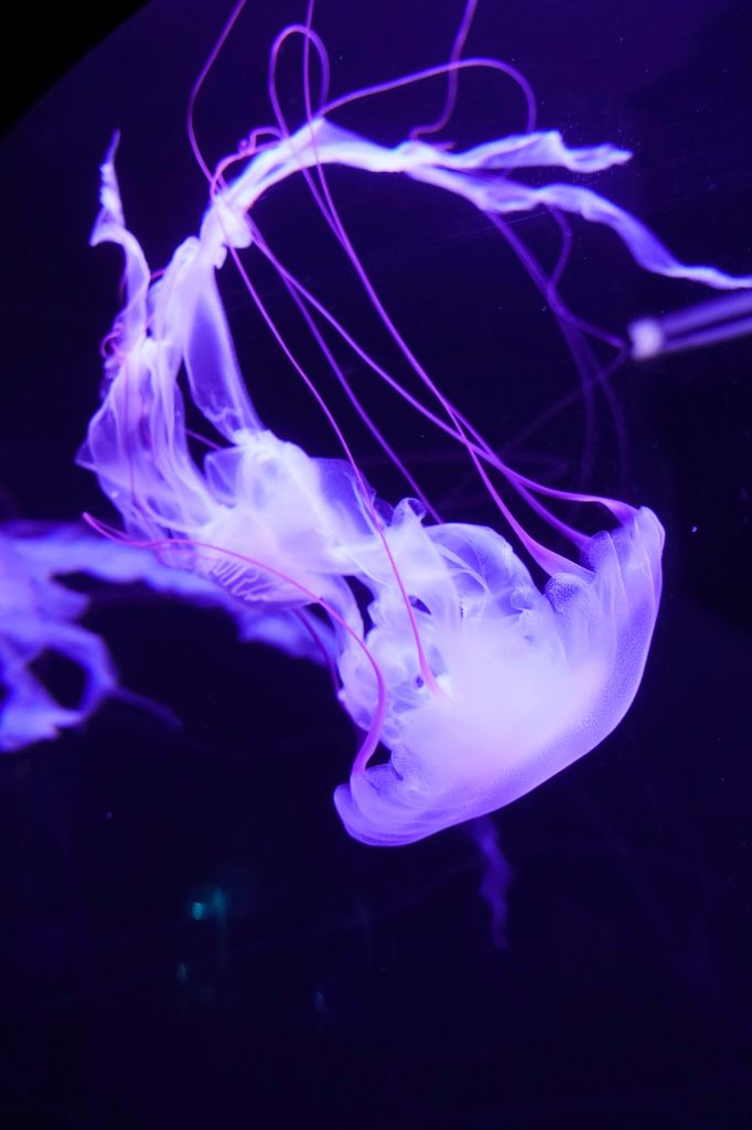 Медузы, Подводный, Фиолетовый, HD, 2K