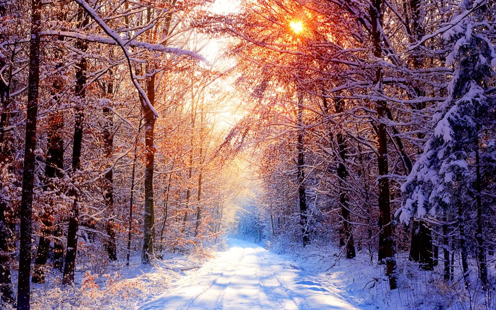 Зима, Утро, Снег, Деревья, HD, 2K
