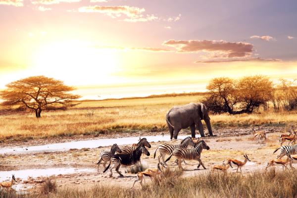 Африканская Саванна, Африканские Слоны, Зебры, Олени, HD, 2K, 4K, 5K, 8K