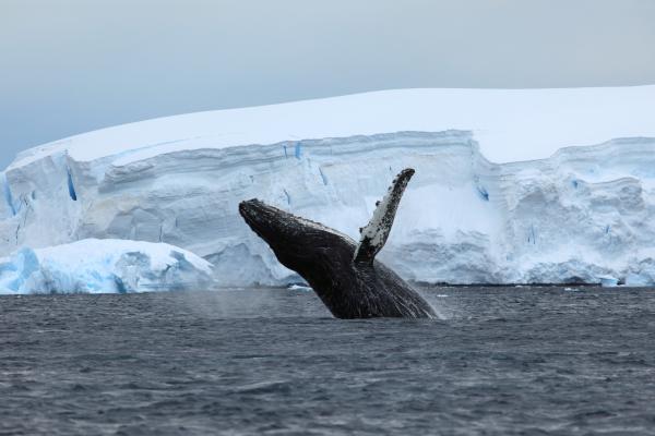 Антарктида, Ocean, Ice, Whale, HD, 2K, 4K, 5K