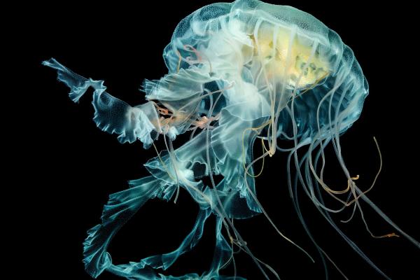 Apple Watch Wallpaper Jellyfish, Hd Wallpaper, Львиная Грива Медуза, Подводный Мир, HD, 2K