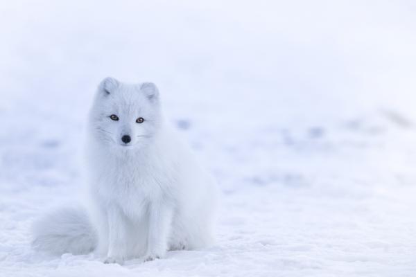 Песец, Cute Animals, Winter, Snow, White, HD, 2K, 4K, 5K, 8K