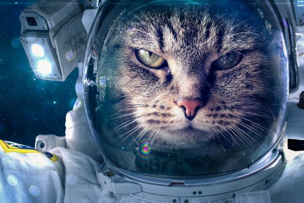 Космонавт, Веселые Животные, Кот, HD, 2K, 4K