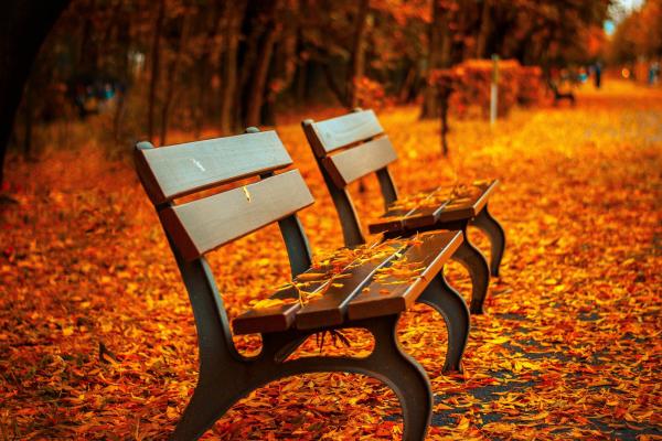 Осенний Парк, Деревья, Листья, Скамейка, HD, 2K, 4K