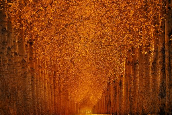 Осенний Парк, Деревья, Листья, HD, 2K, 4K