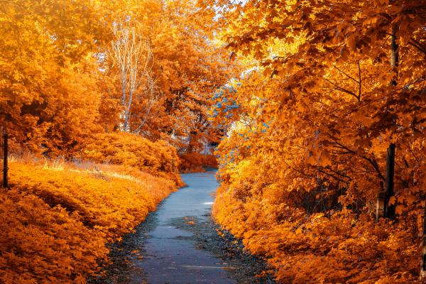 Осенний Парк, Осенние Деревья, Листва, Путь, Осенние Листья, HD, 2K, 4K