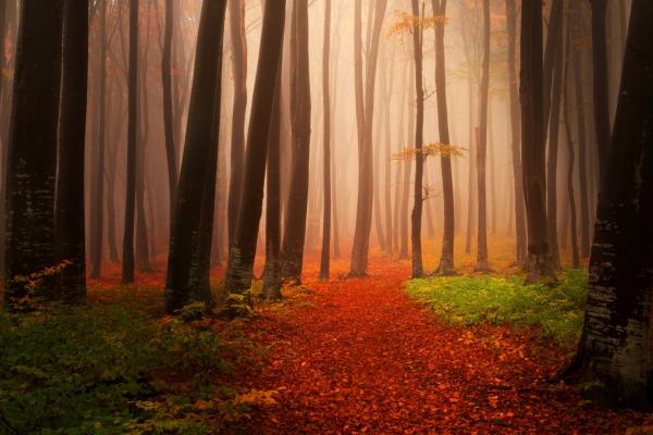 Осень, Лес, Туманная, Туманная, HD, 2K
