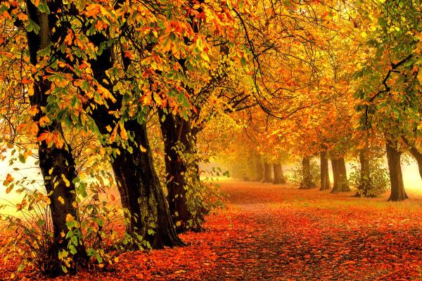 Осень, Парк, Лес, Листья, HD, 2K, 4K