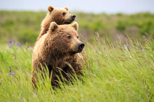 Медведь, Cute Animals, Grass, HD, 2K, 4K
