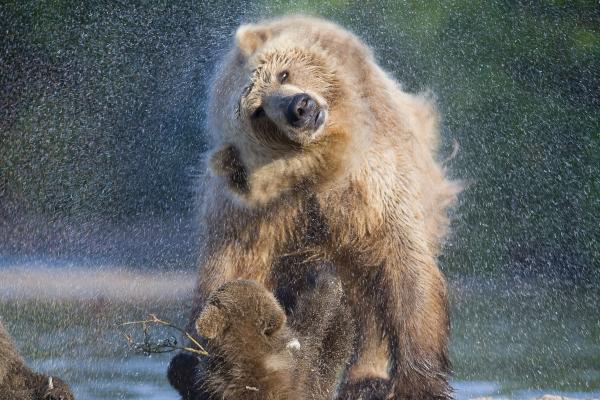 Медведи, Вода, Мытье, National Geographics, HD, 2K, 4K
