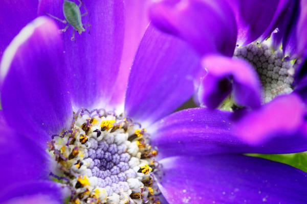 Пчела, Фиолетовый, Цветок, Желтый, Насекомые, HD, 2K, 4K