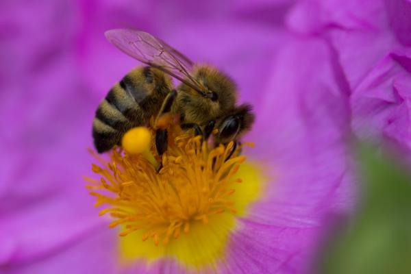 Пчела, Пурпур, Цветок, Желтый, Насекомые, HD, 2K, 4K