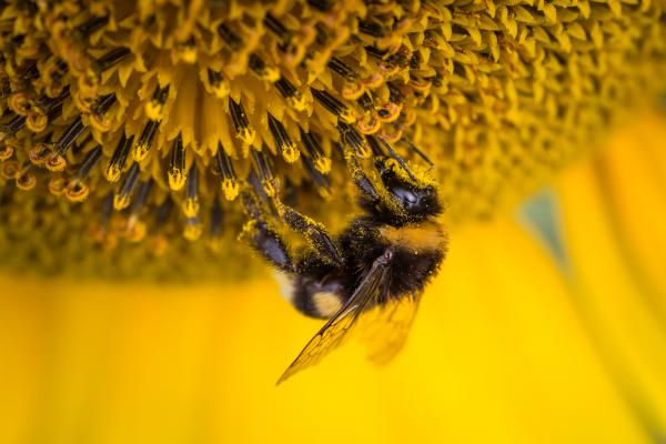 Пчела, Подсолнух, Пчелиная Пыльца, 4К, HD, 2K, 4K