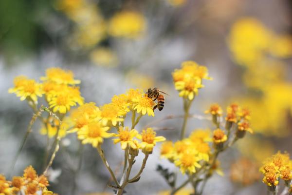 Пчела, Опыление, Желтые Цветы, 5К, HD, 2K, 4K, 5K