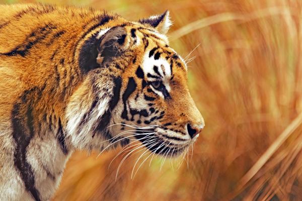 Бенгальский Тигр, Трава, Желтый, Охота, HD, 2K, 4K