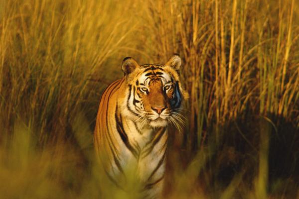 Бенгальский Тигр, National Geographic, Тигр, Охотник, Хищник, HD, 2K, 4K, 5K