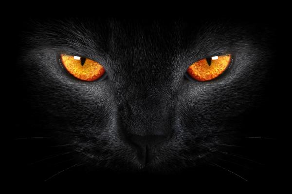 Черная Кошка, Страшно, Желтые Глаза, Темный Фон, HD, 2K