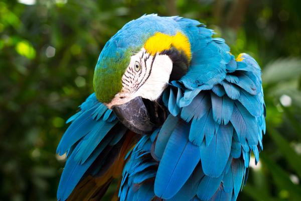 Сине-Желтая Ара, Южноамериканский Попугай, HD, 2K