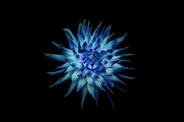 Голубой Цветок, Темный Фон, Черный, Huawei Mate 10, Сток, HD, 2K