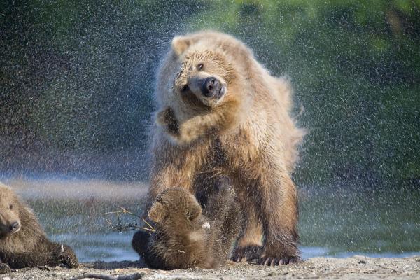 Бурый Медведь, Дикие Животные, Дождь, 4К, HD, 2K, 4K