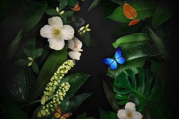 Бабочки, Цветы, Листья, Huawei Mate 10, Сток, HD, 2K