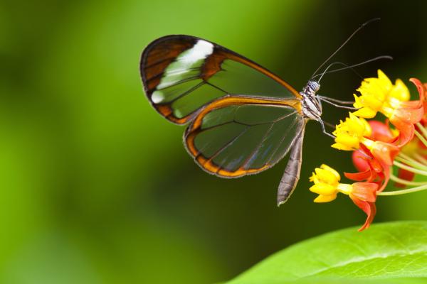 Бабочка, Насекомые, Цветы, Зелень, Стекло, Природа, Сад, HD, 2K, 4K