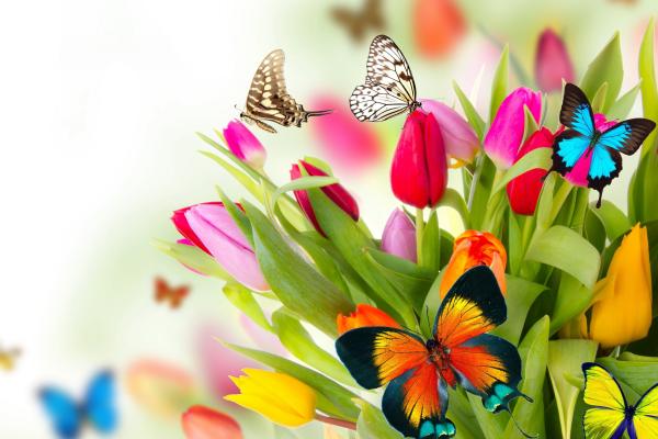 Бабочки, Цветы, Тюльпаны, HD, 2K, 4K, 5K
