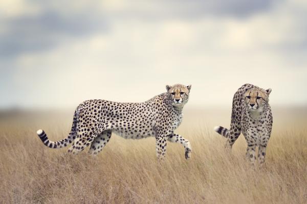 Cheetah, Дикая Природа, HD, 2K, 4K, 5K