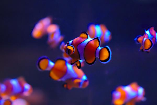 Рыба-Клоун, Sea Life Aquarium, Темно-Синий, Окленд, HD, 2K, 4K
