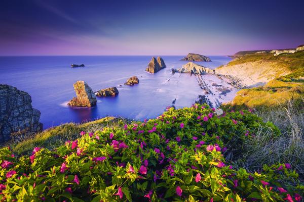 Береговая Линия, Фиолетовые Цветы, Пляж, Побережье, Скалы, HD, 2K