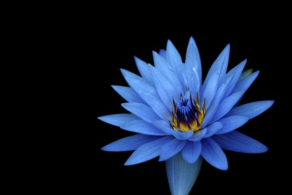 Цветы Георгина, Синие Цветы, Темный Фон, HD, 2K