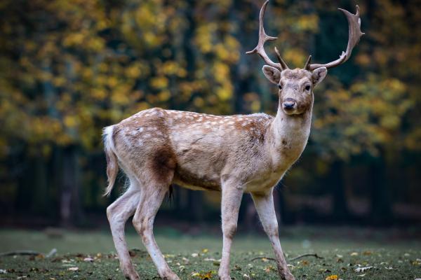 Олень, Cute Animals, HD, 2K, 4K, 5K