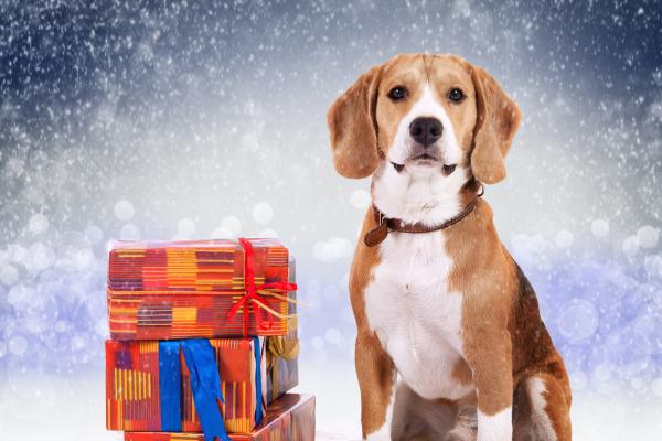 Dog, Cute Animals, Christmas, New Year, HD, 2K, 4K