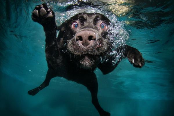Собака, Щенок, Черный, Подводный, Смешной, Животное, Домашнее Животное, Водяные Пузыри, HD, 2K, 4K