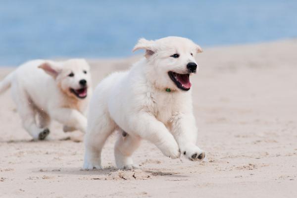 Собака, Щенок, Белый, Животное, Домашнее Животное, Пляж, Песок, Море, HD, 2K, 4K, 5K