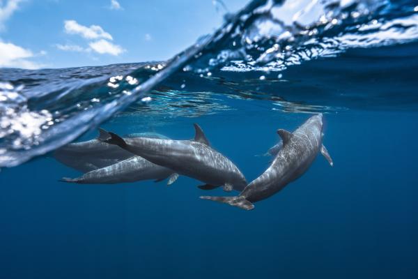 Дельфины, Подводный, HD, 2K, 4K
