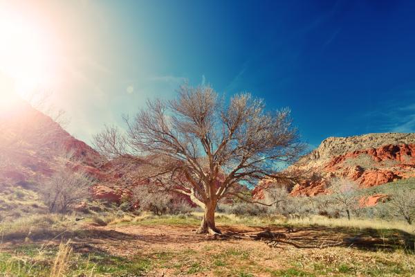 Сухое Дерево, Пустыня, Солнечный Свет, 4К, 8К, HD, 2K, 4K, 5K