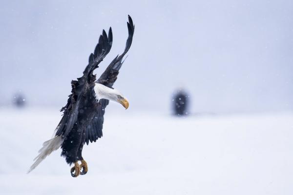 Орел, Аляска, Полет, Зима, Снег, National Geographics, HD, 2K, 4K