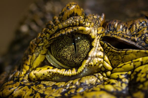 Глаз Крокодила, Дикие Глаза, Рептилии, HD, 2K, 4K