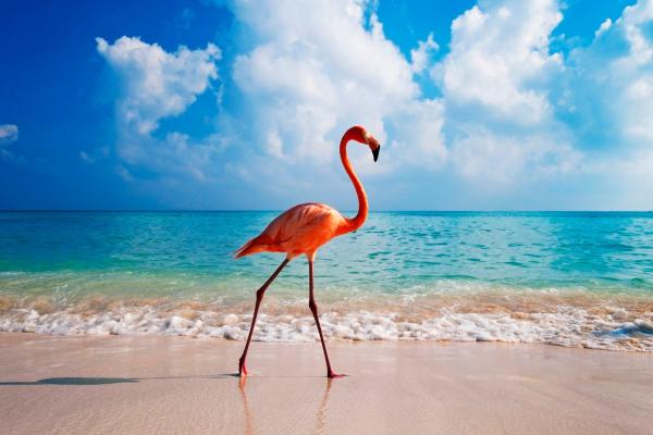 Фламинго, Bird, Beach, Ocean, HD, 2K, 4K