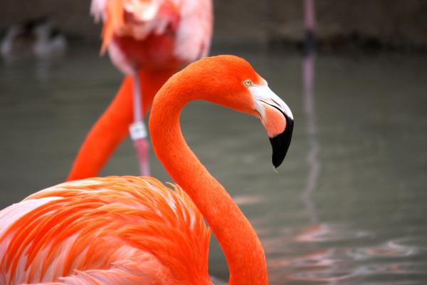 Фламинго, Солнце Диего, Зоопарк, Птица, Красный, Оперение, Туризм, Пруд, HD, 2K, 4K