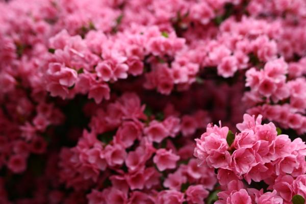 Цветы, Розовый, Весна, Flowers, 4K Wallpaper, Pink, Spring, HD, 2K, 4K