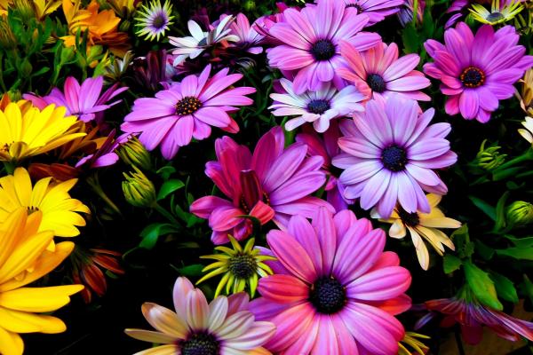 Цветы, Гибискус, Colors, HD, 2K, 4K