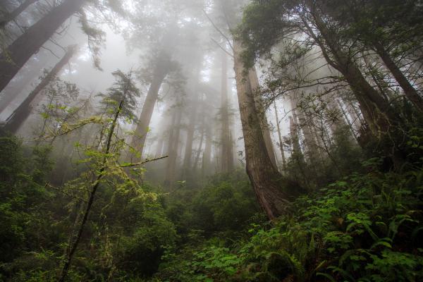 Туман, Лес, Зелень, Растения, HD, 2K, 4K