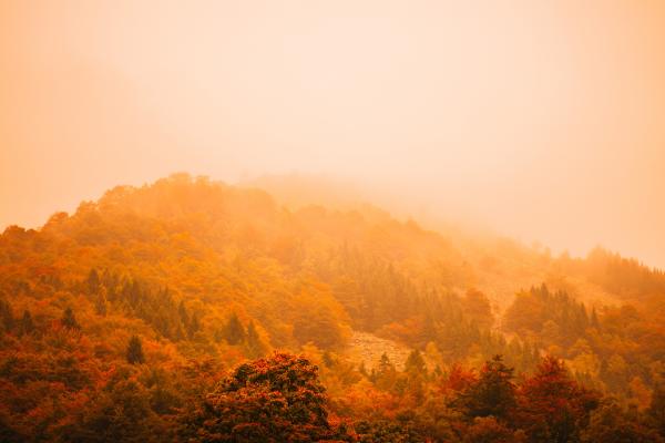 Туман, Осень, Лес, Гора, HD, 2K, 4K, 5K