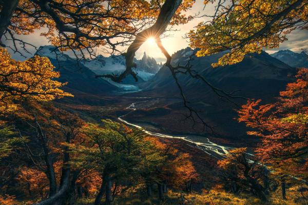 Лес, Дерево, Горы, Осень, HD