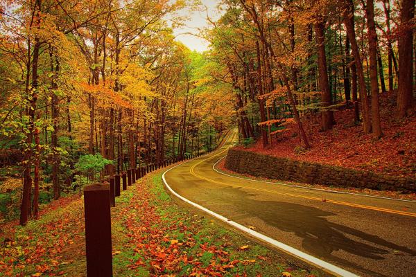 Лес, Осень, Листва, Road, HD, 2K