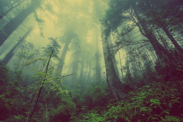 Лес, Зеленый, Туман, Тройки, HD, 2K, 4K